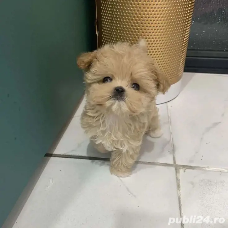 Maltipoo Mini Toy 