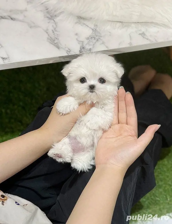 Bichon Maltez Mini Toy