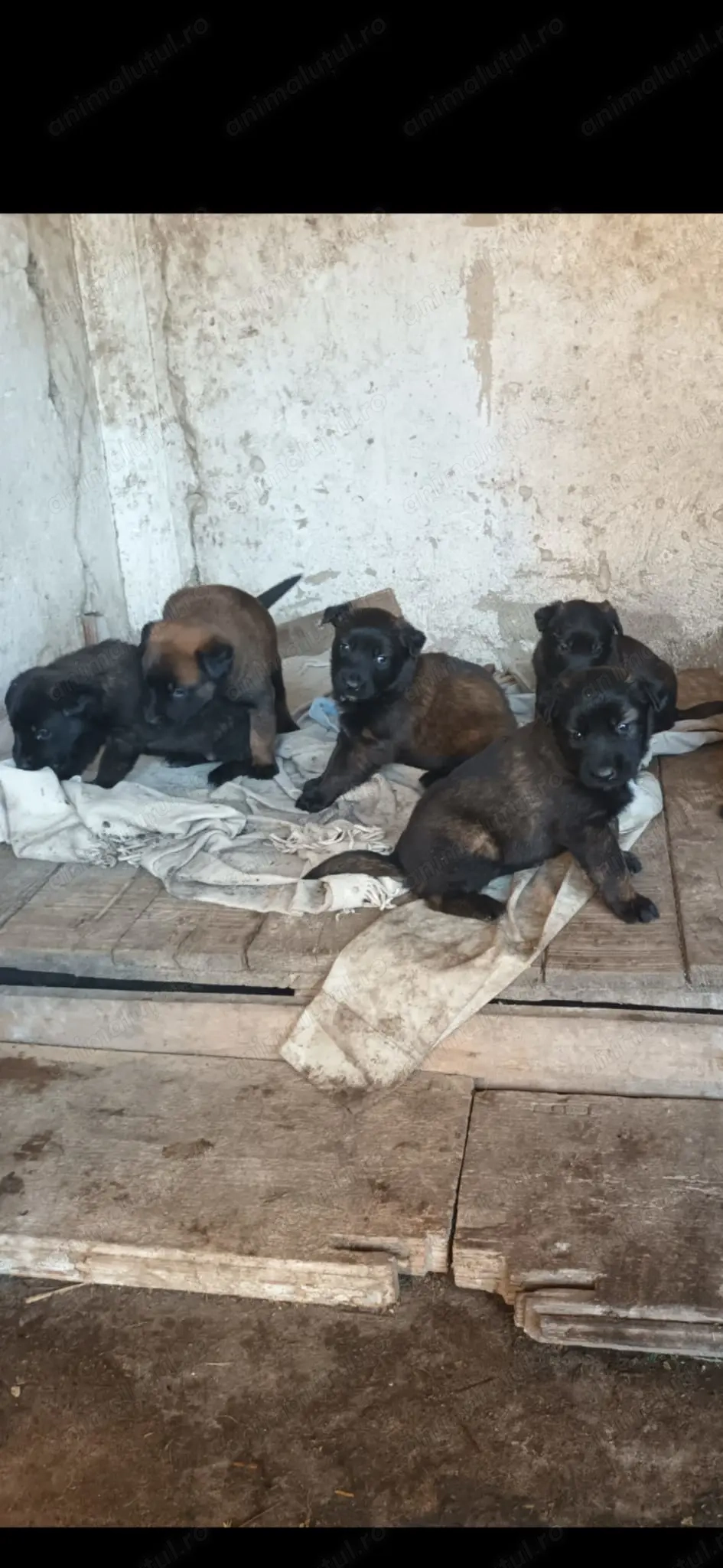 Ciobanesc belgian malinois de vanzare