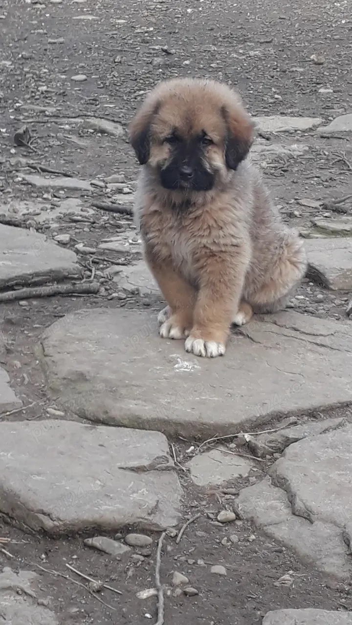 Femela ciobanesc carpatin