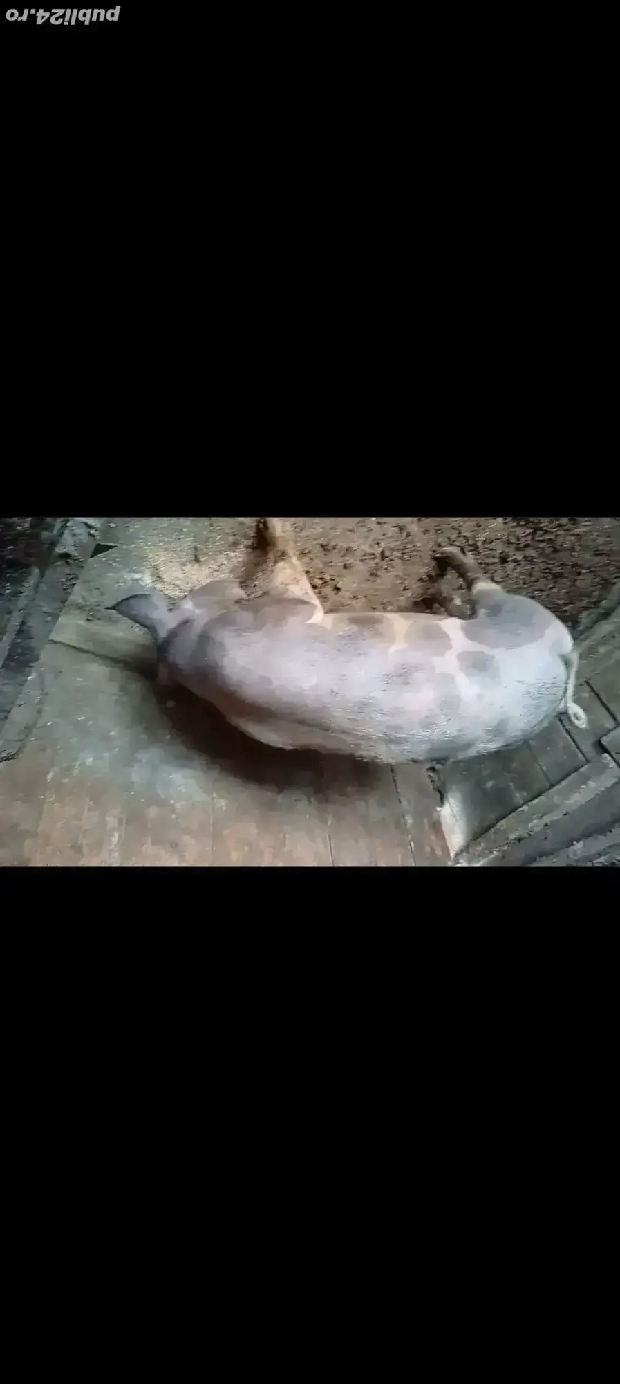 Pietranika pură, pentru reproducție sau taiere 