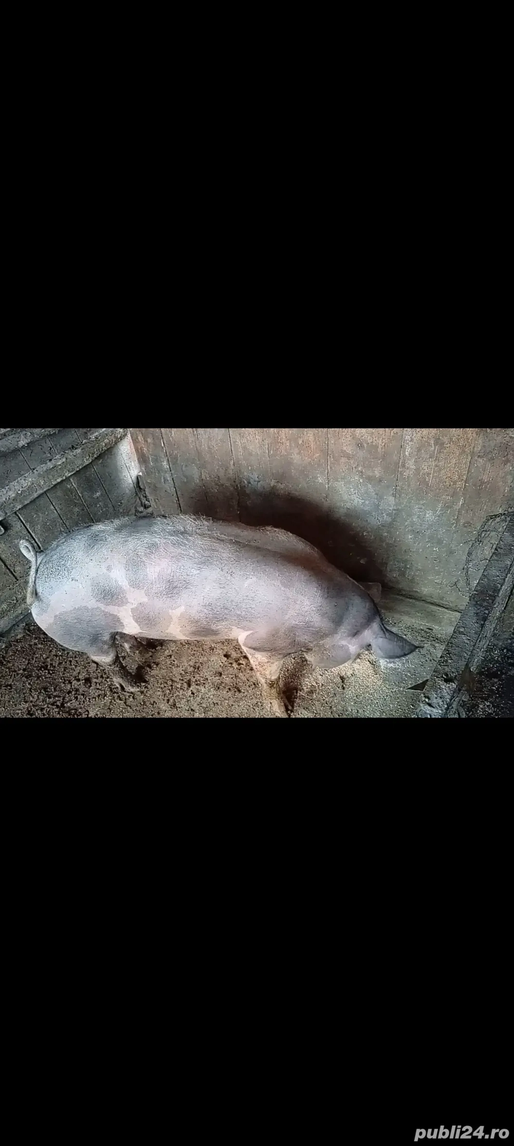 purcica pietrean pură pentru reproducție