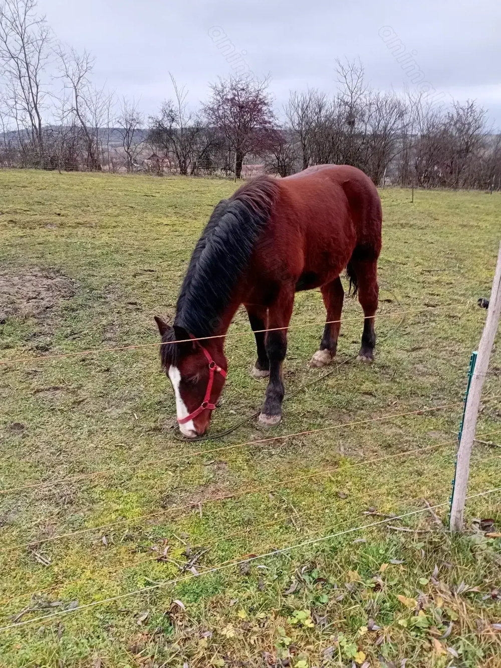 Vând sau schimb Manz Armasar