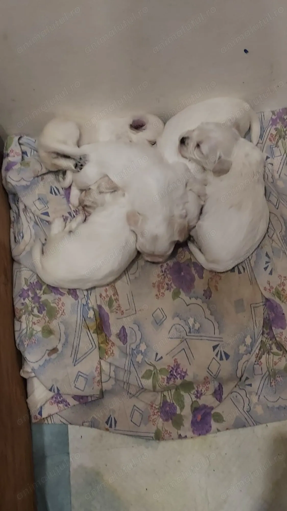 Vând pui Bishon Maltez