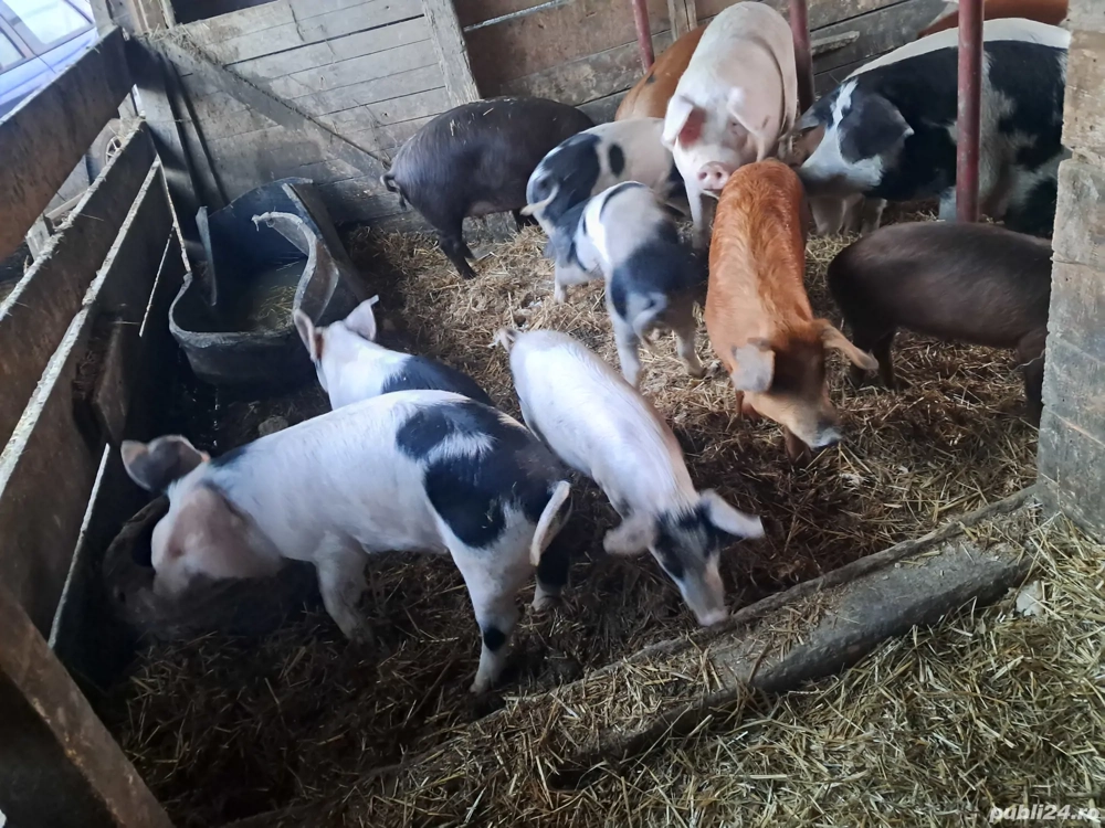 purcei și șoldani disponibili 