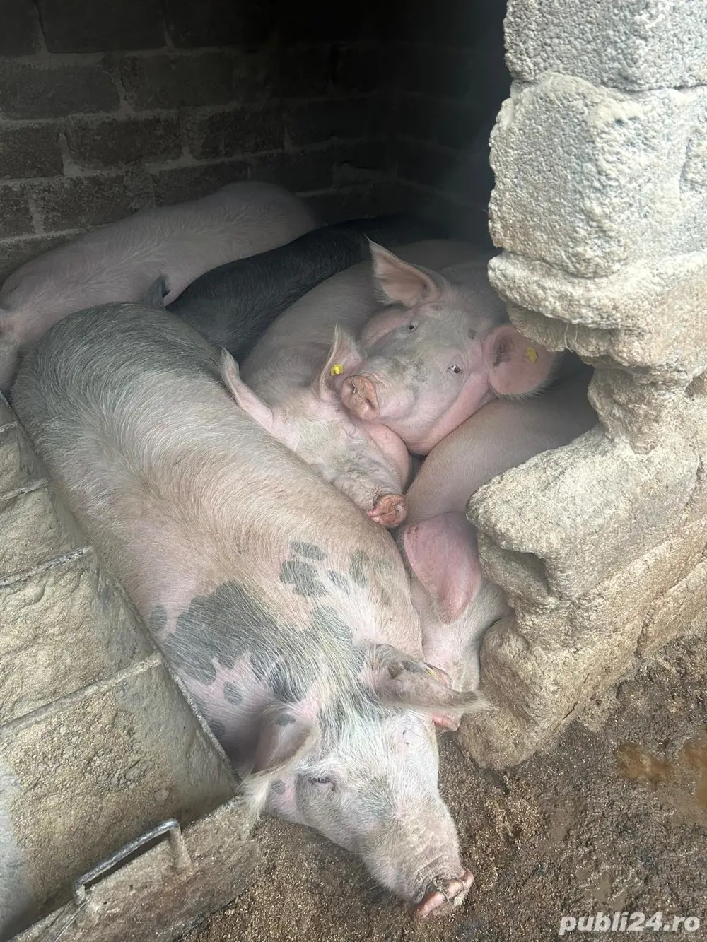 Vand porci pentru sacrificat