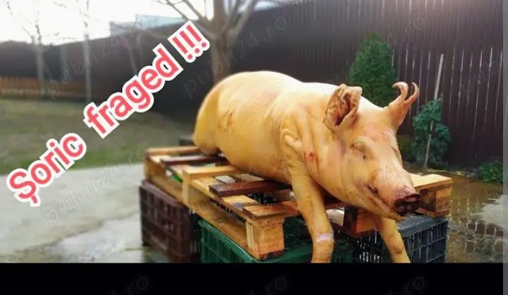 Carcasă porc bio 20.12.2025