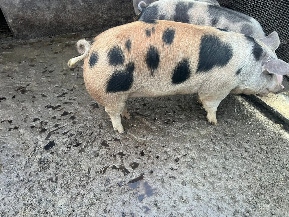 Vând porci 13lei kg