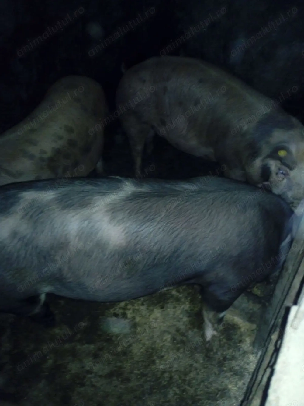 Vand porci de craciun (100kg-200kg)