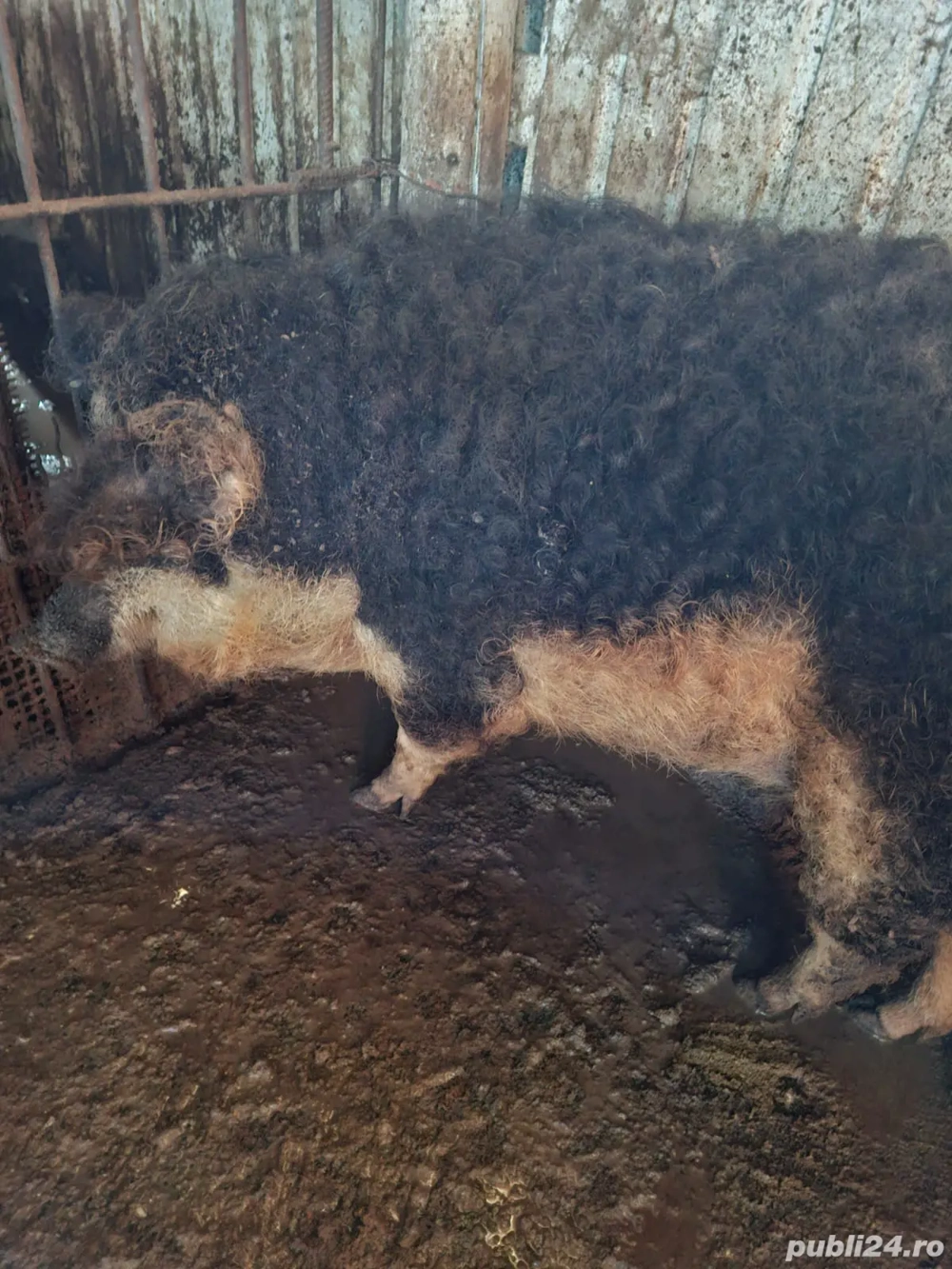 vand mangalica 