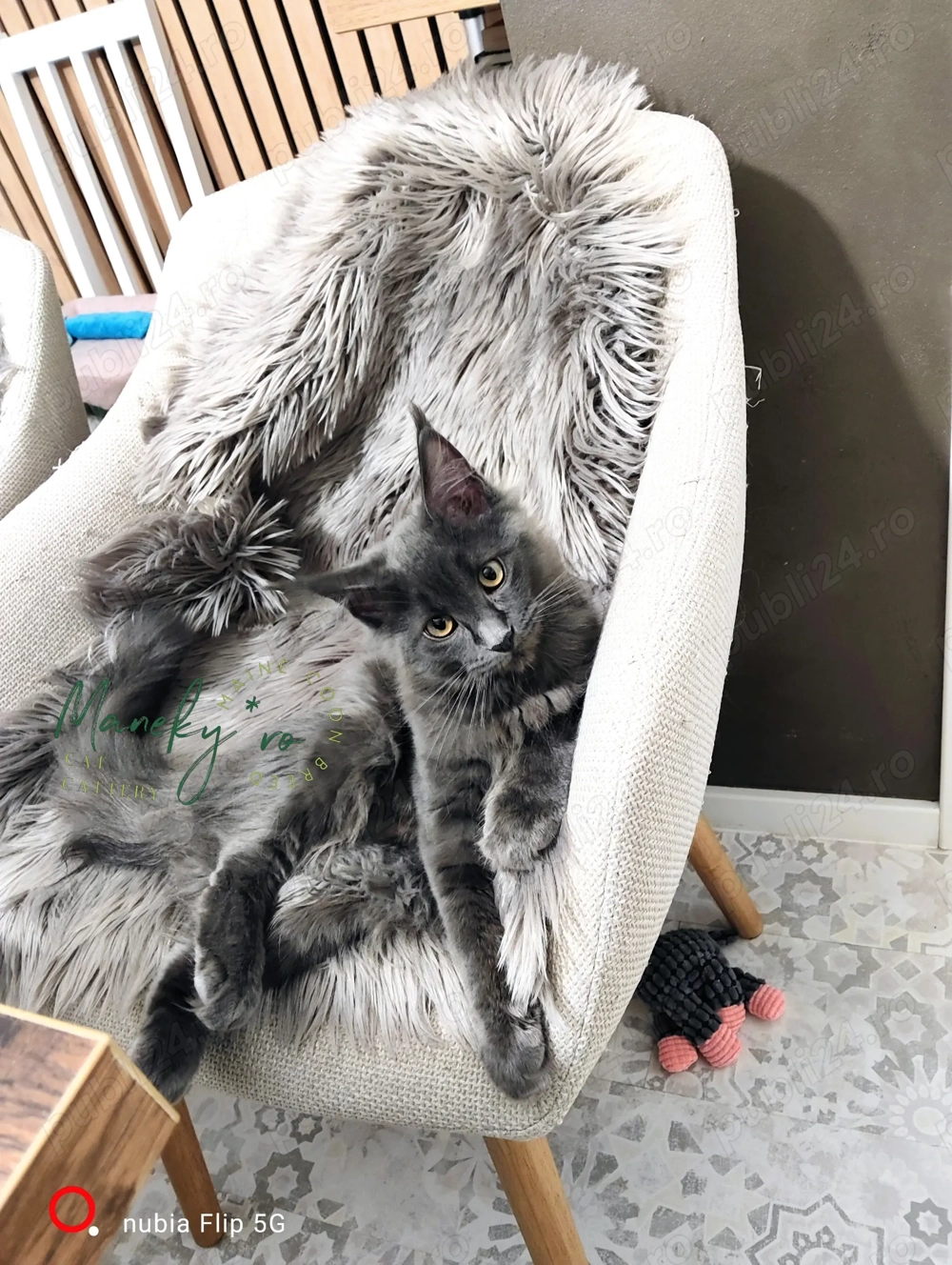 Pui Maine Coon Blue  Linie Gigant, Campioni, Pedigree FIFe   WCF