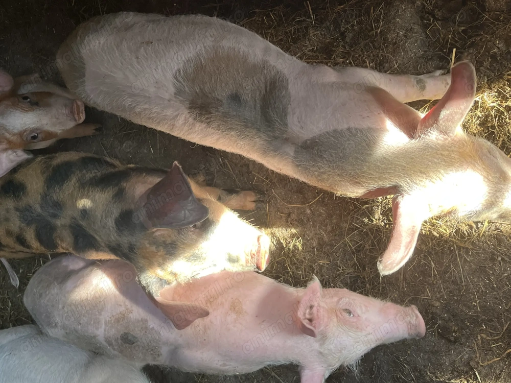 Purcei de 12 săptămâni 