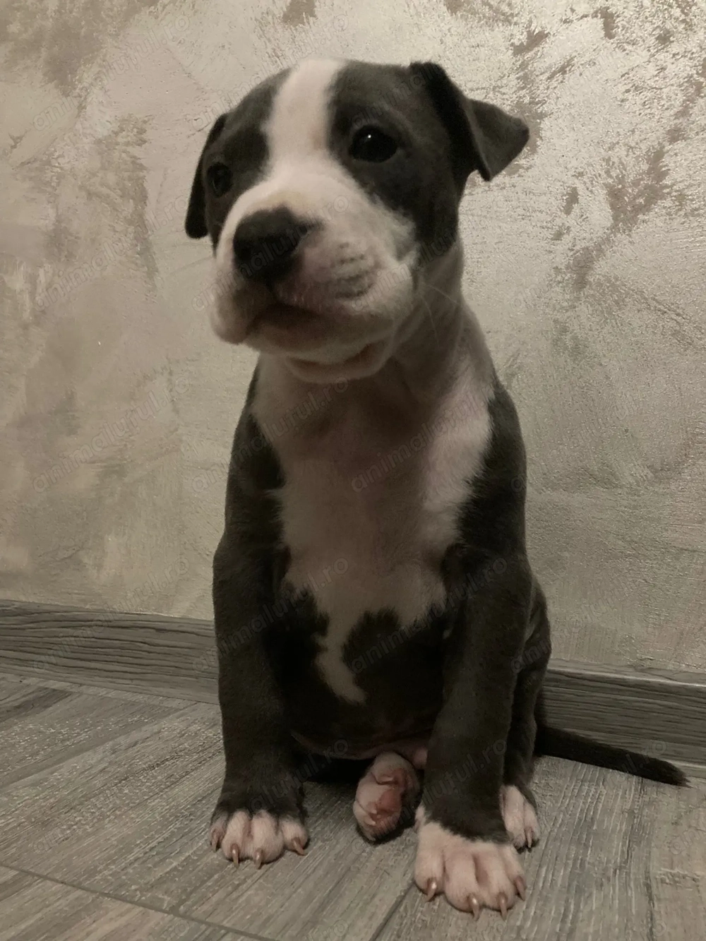 Pui Amstaff de vanzare 