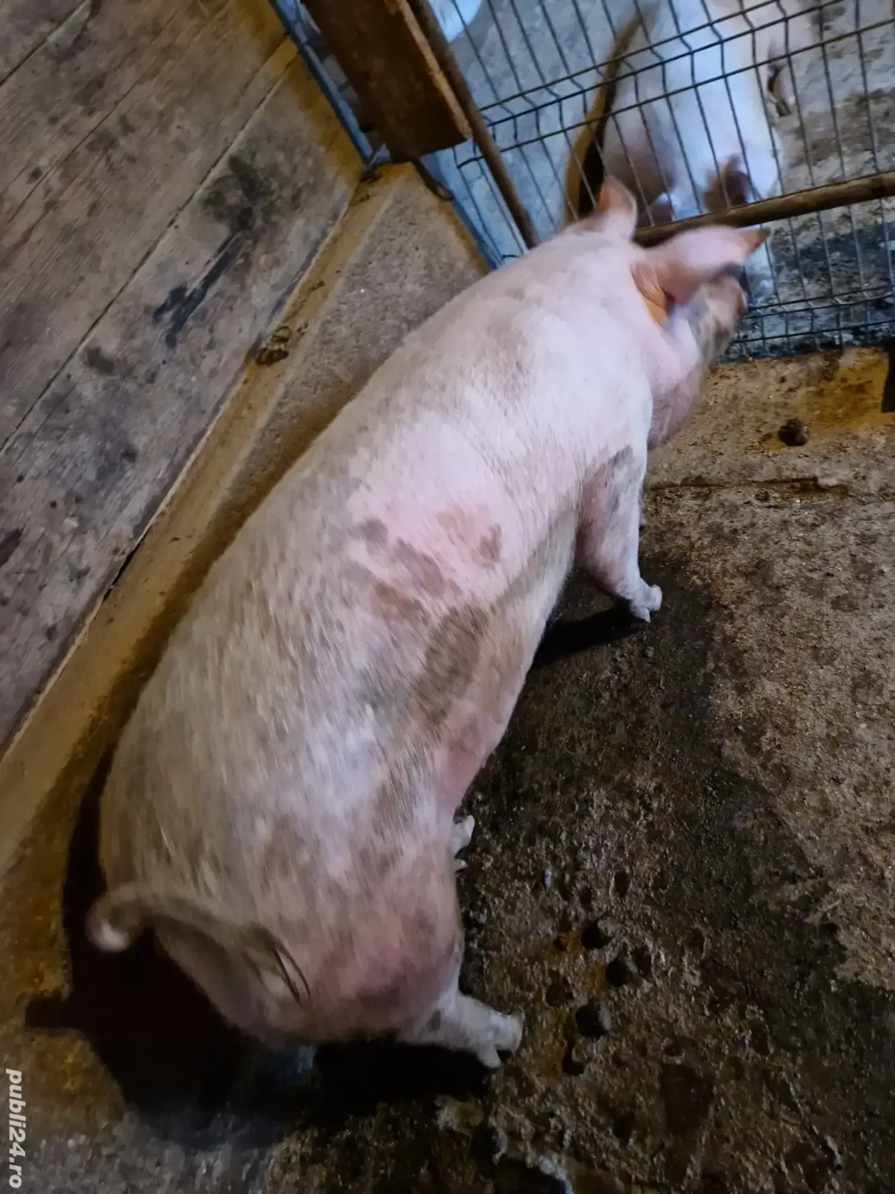 porc pentru sacrificat