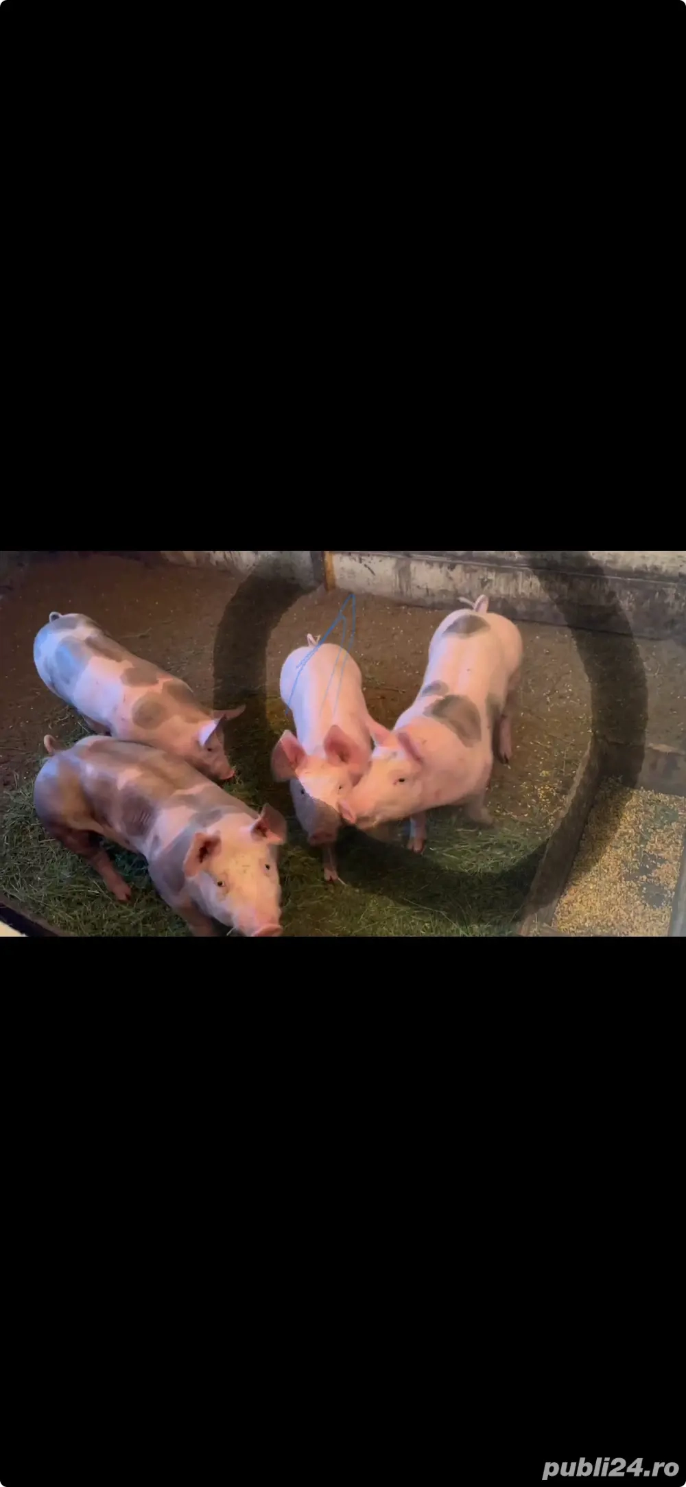 purcei de vanzre 25kg 40k la 90kg