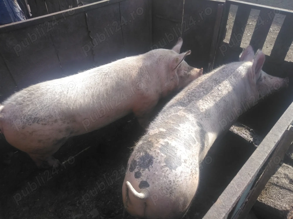 Vind porcii pentru taiat