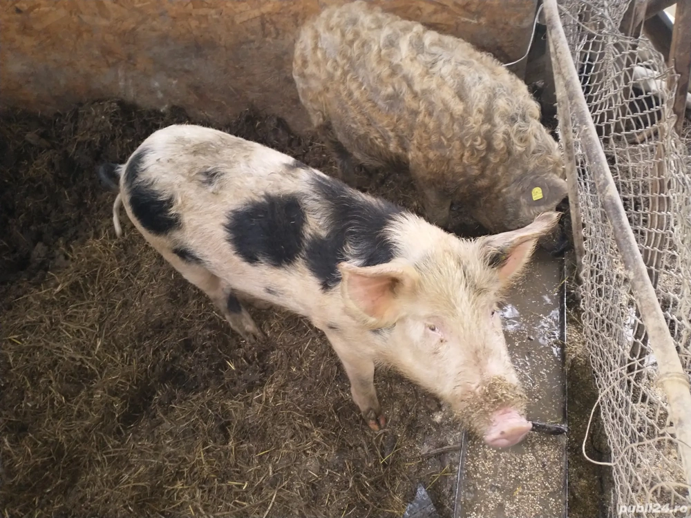 dau la schimb suldan 85-90kg