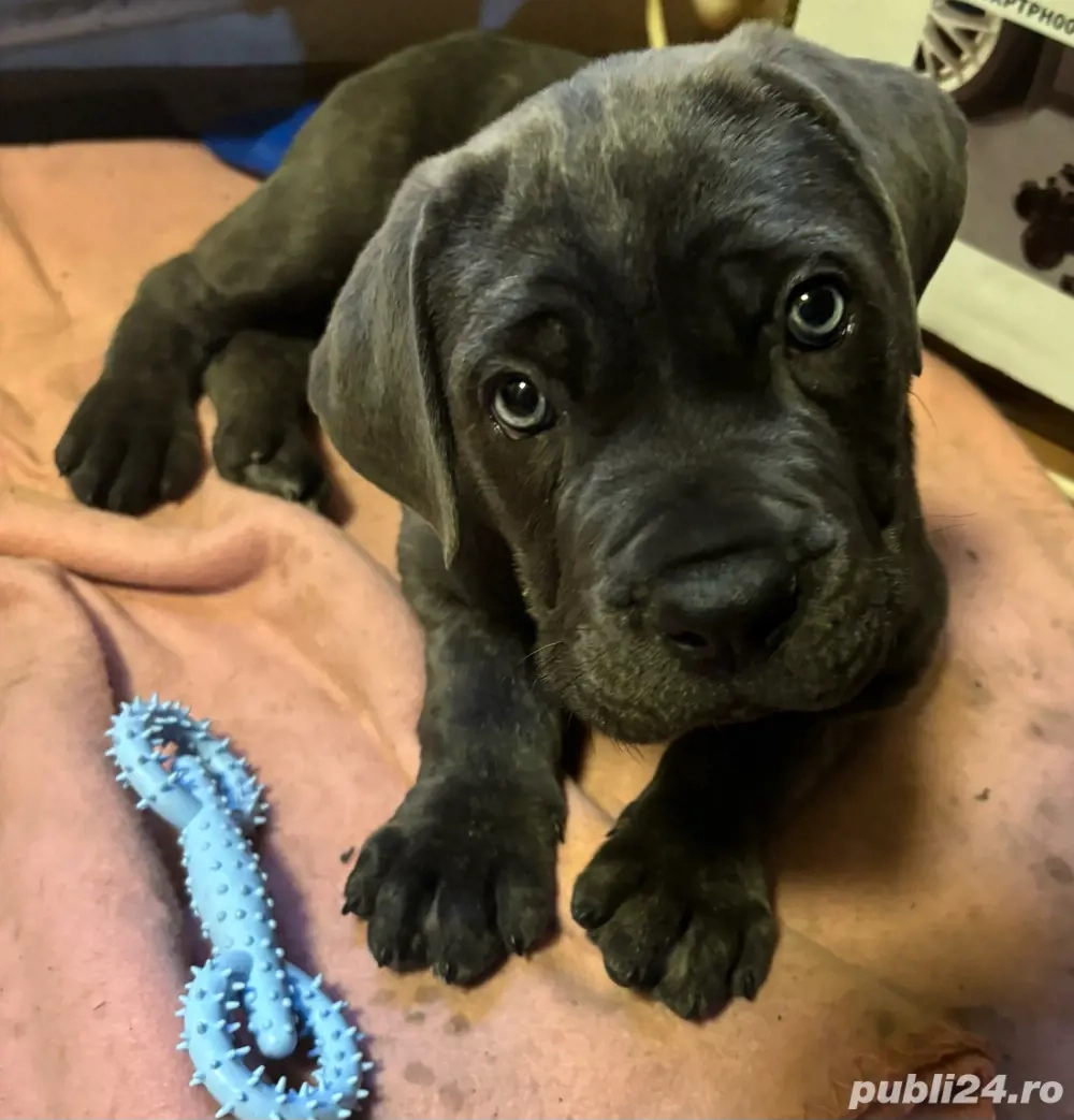 cane corso blue 