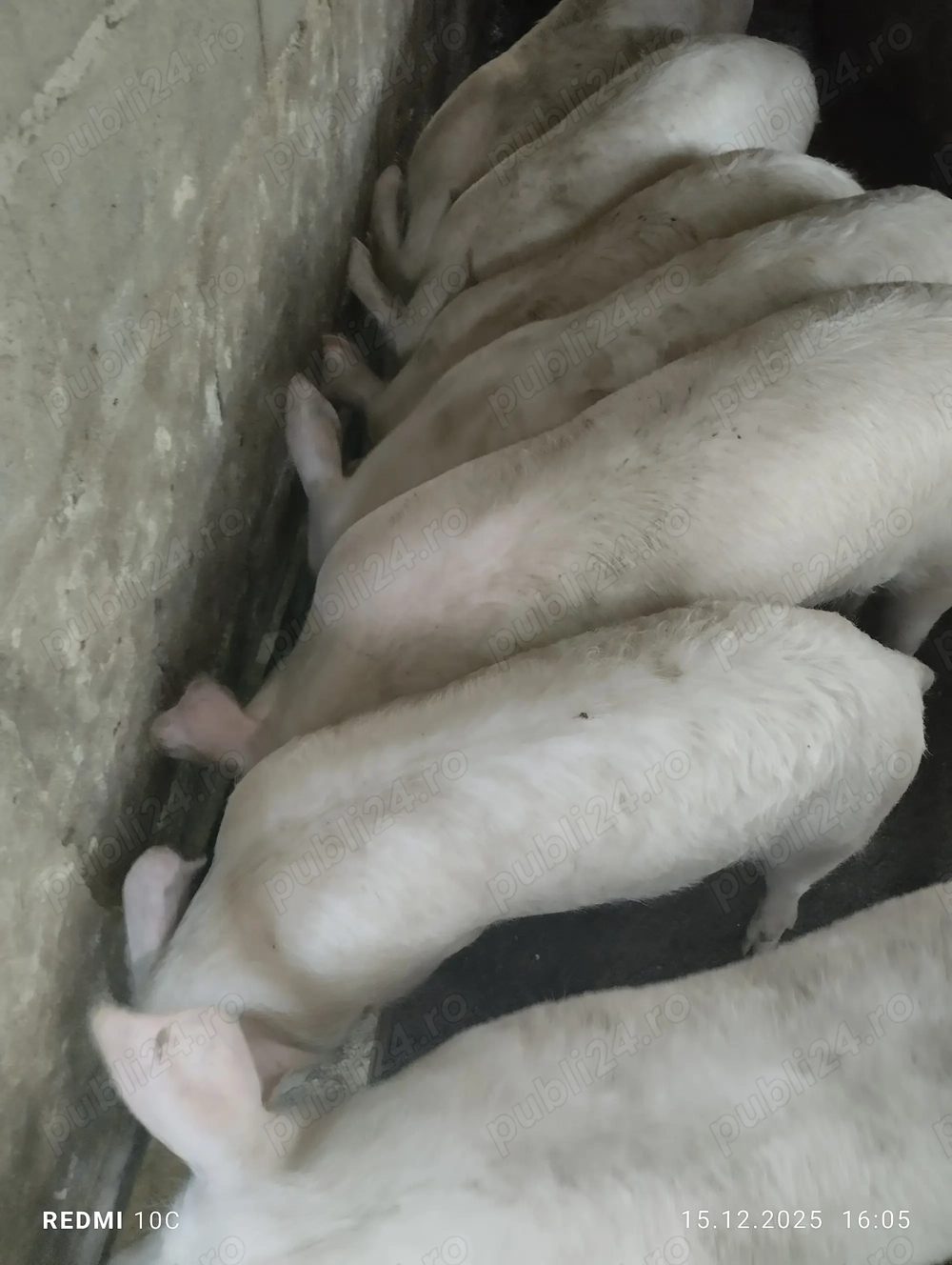 Șoldani de vînzare 