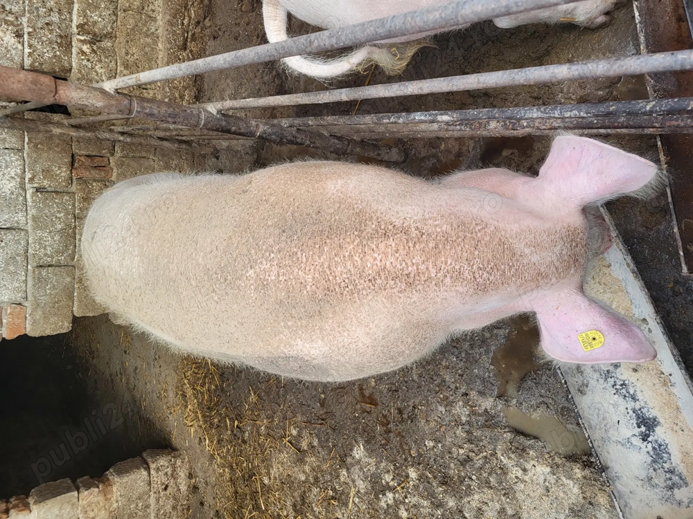 De vânzare porc crescut în gospodărie 180-190kg 2500 de lei 14 lei kg