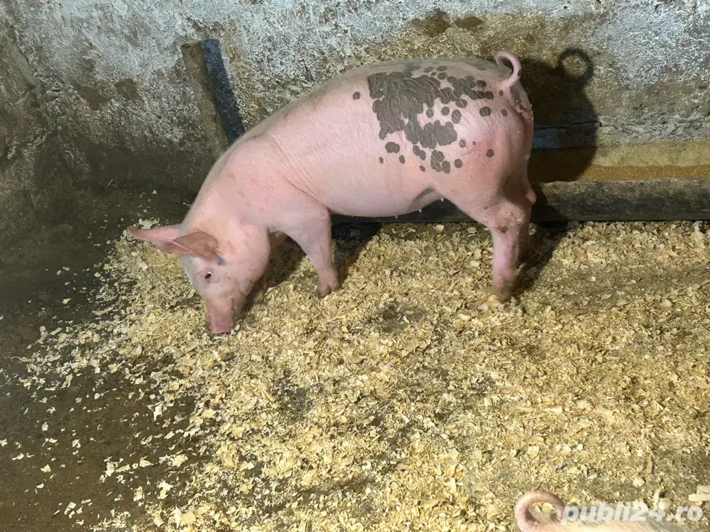 vand purcei de curte 