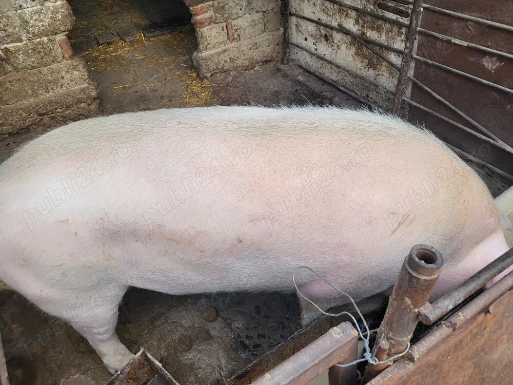 Porci de vânzare primul are 180 kg al doilea are 250kg preț 2500-180kg 3000-250kg