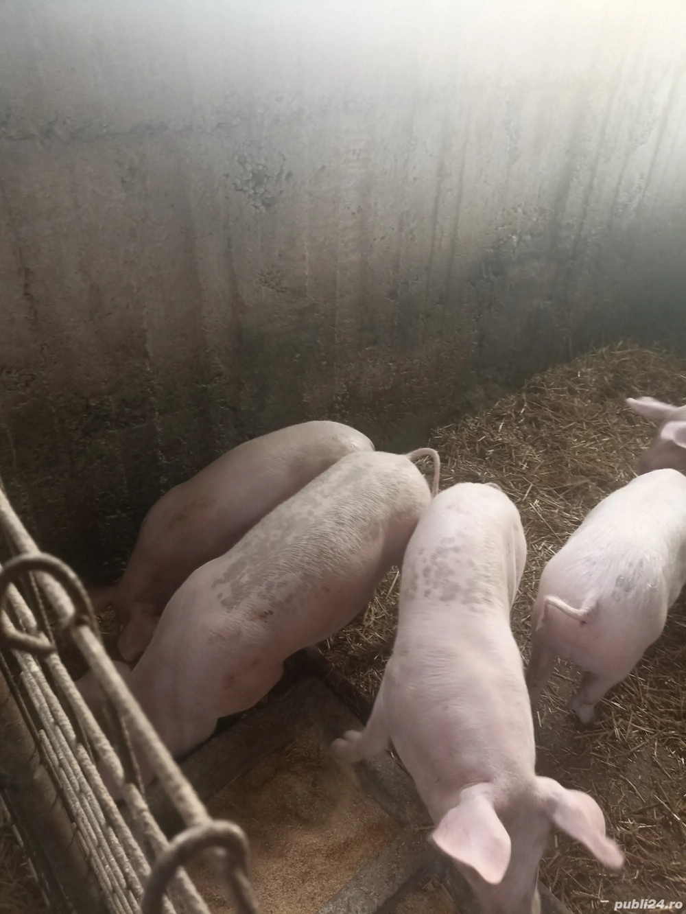 De vânzare Purcei de țară și 