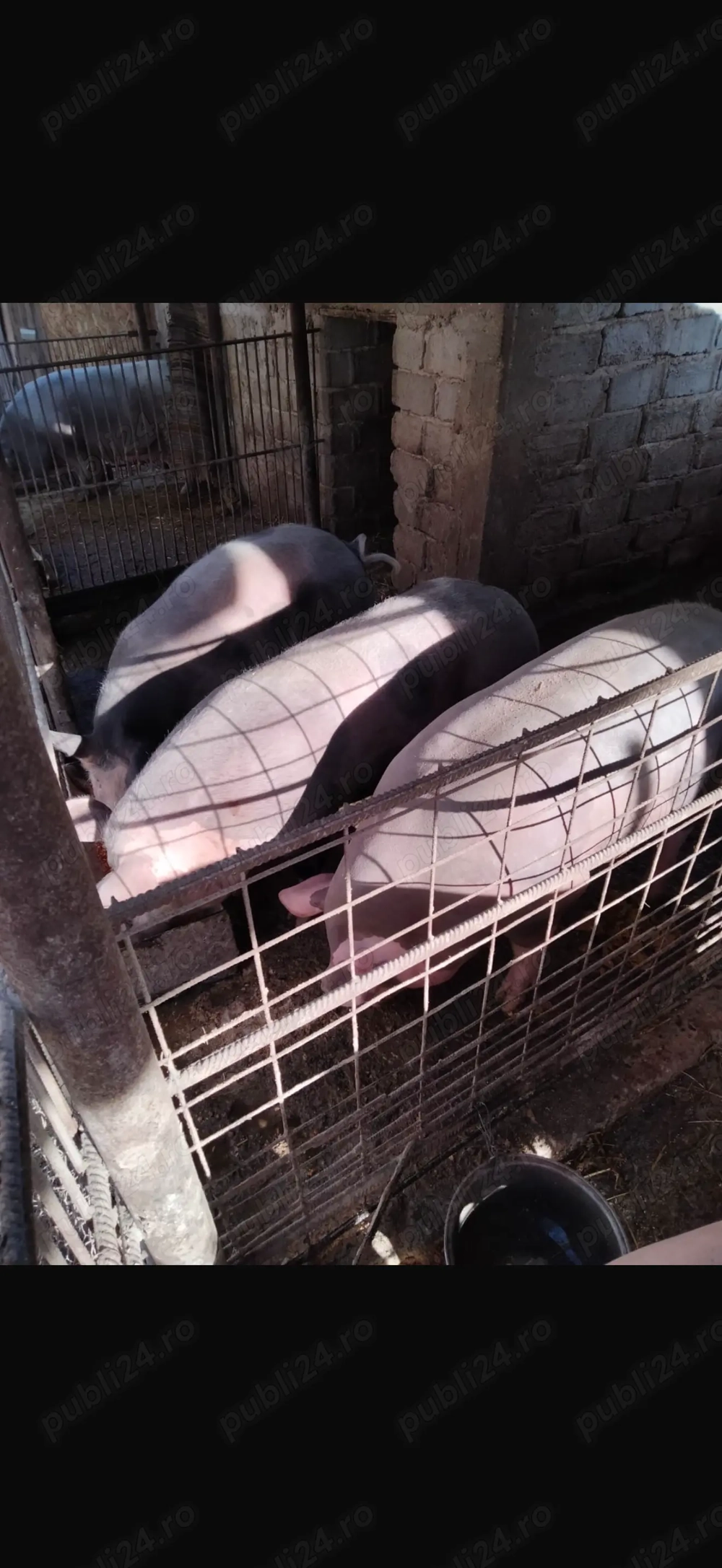 Vand porc pietran belgian 130-150kg