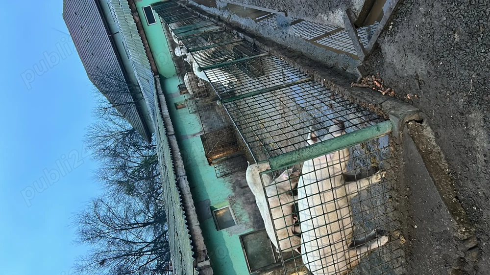 Porci pentru Craciun