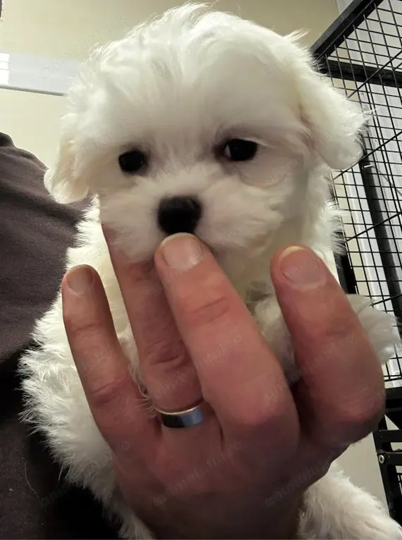 Pui de Bichon maltez 2 luni, dragut cuminte si jucaus, Cadoul perfect