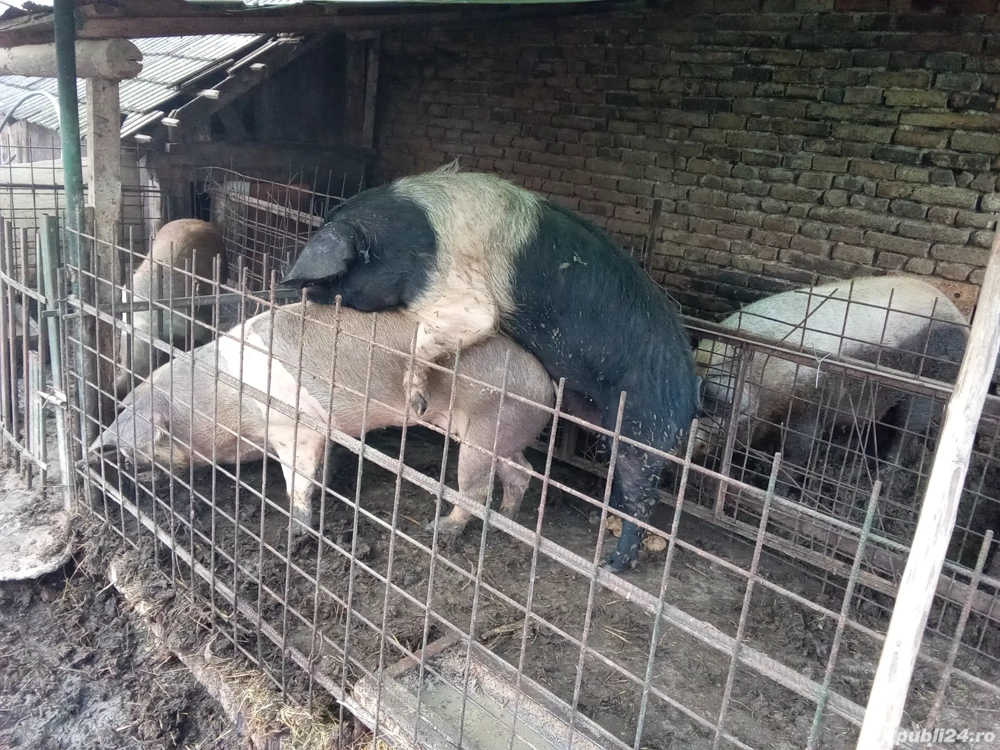 Vand vier bazna certificat