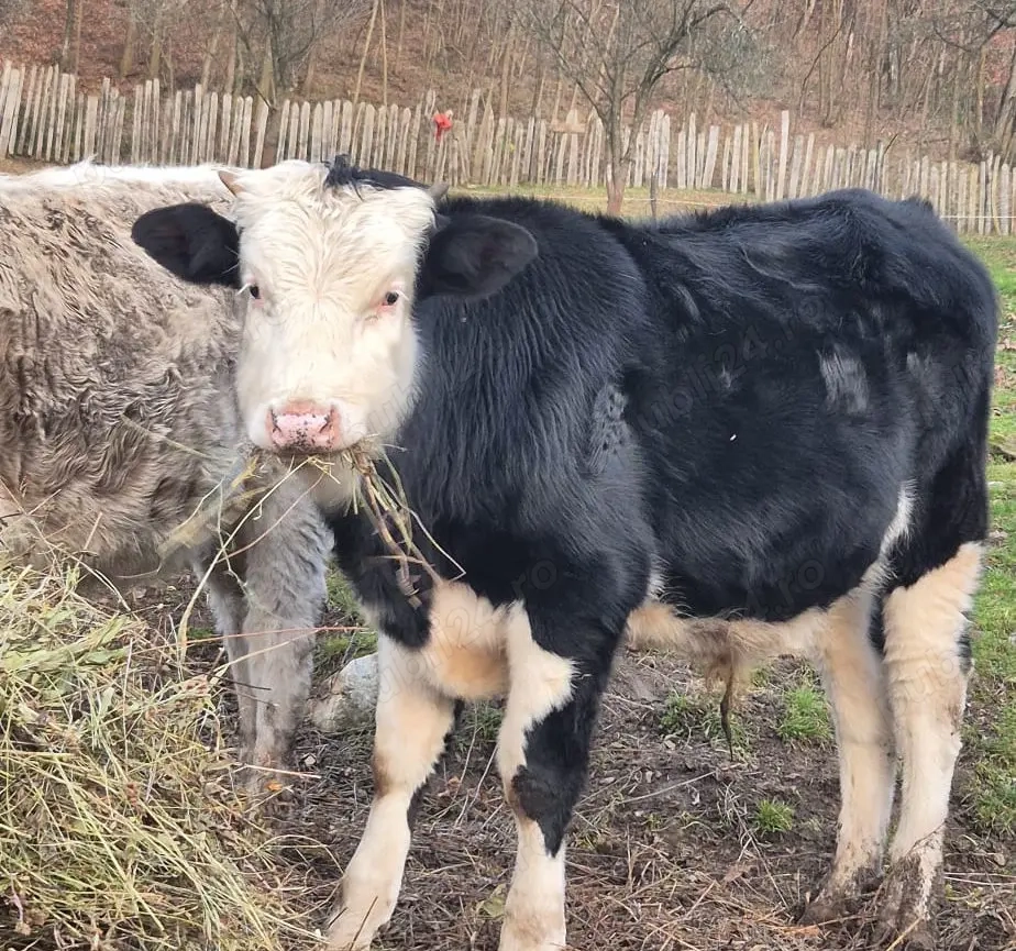 Vand vitel de 8 luni Angus Baltata - Vaideeni, Valcea