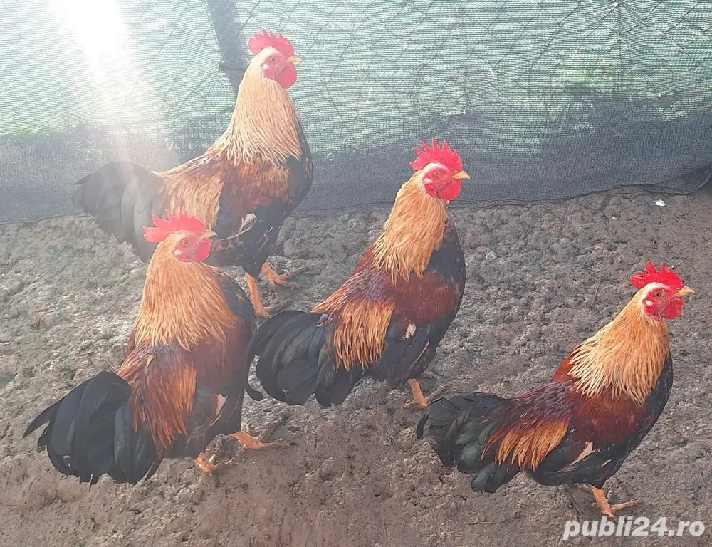 Cocosi olandezi talie mica