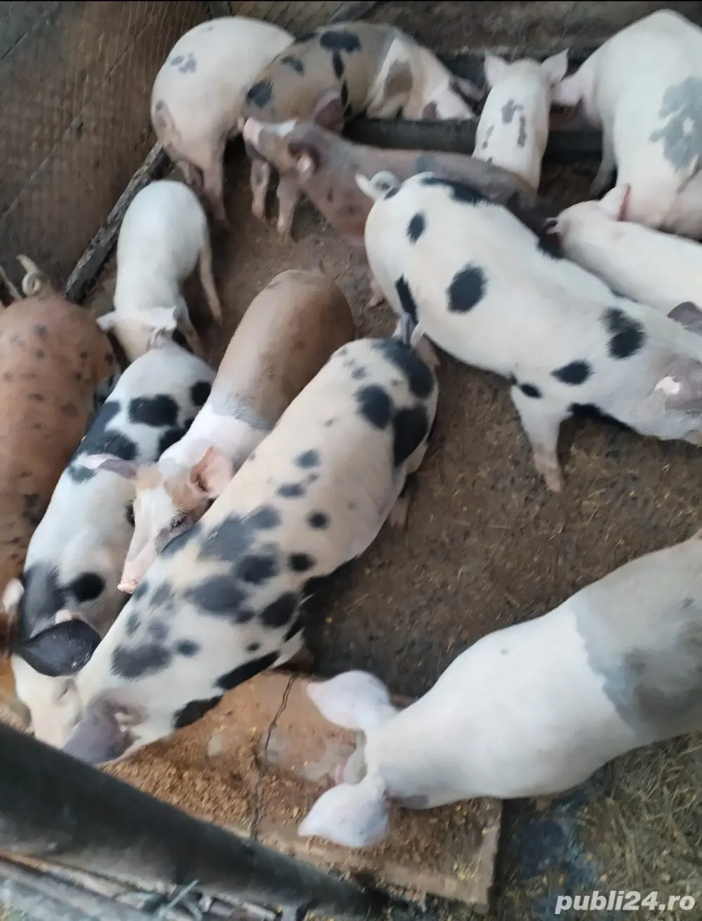 Purcei de vânzare 