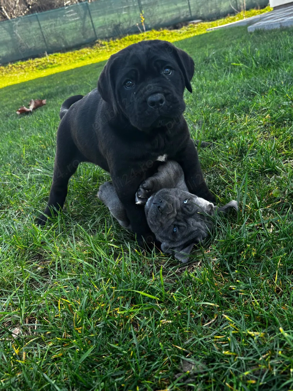 Cane corso de vanzare