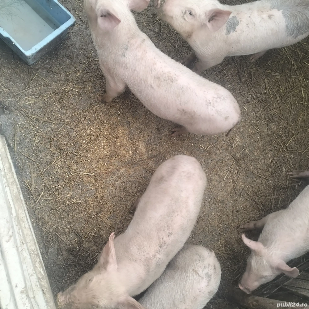 vănd purcei 9 săptămăni 