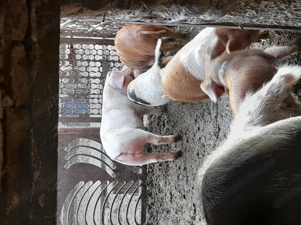 De vanzare purcei de 8 saptamani