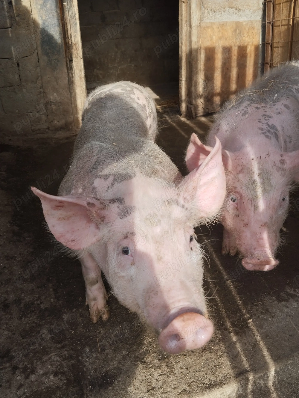 Purcei de vanzare pereche