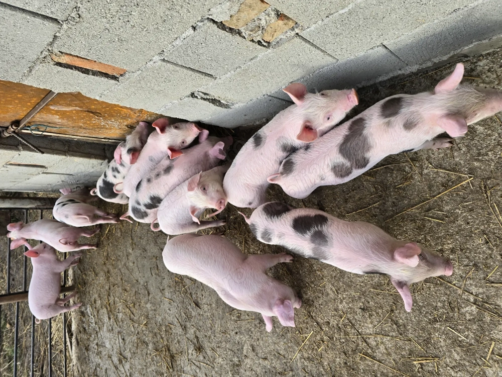 Vând purcei 8 săptămâni 