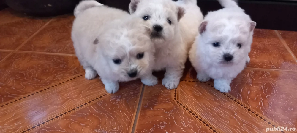 bichoni de vanzare