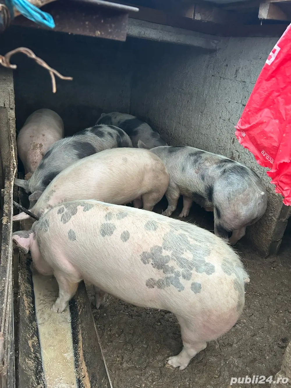 Porci pentru craciun crescuti cu furaje naturale!asigur transport