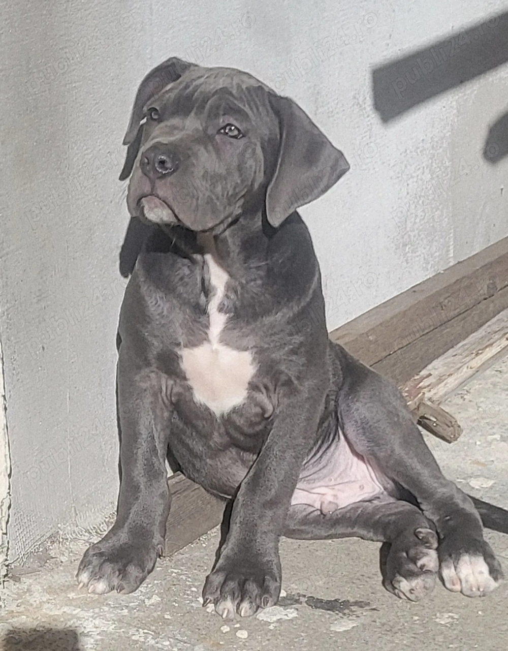De vânzare Cane Corso 