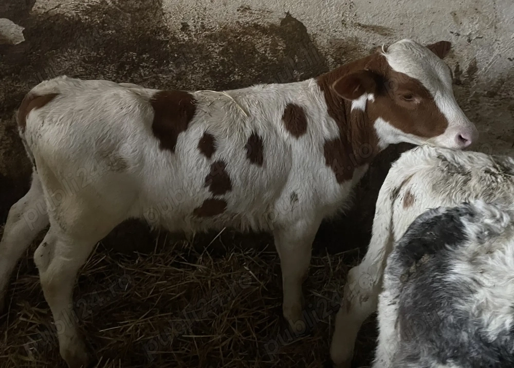 Vând tăuraș 8 săptămâni!