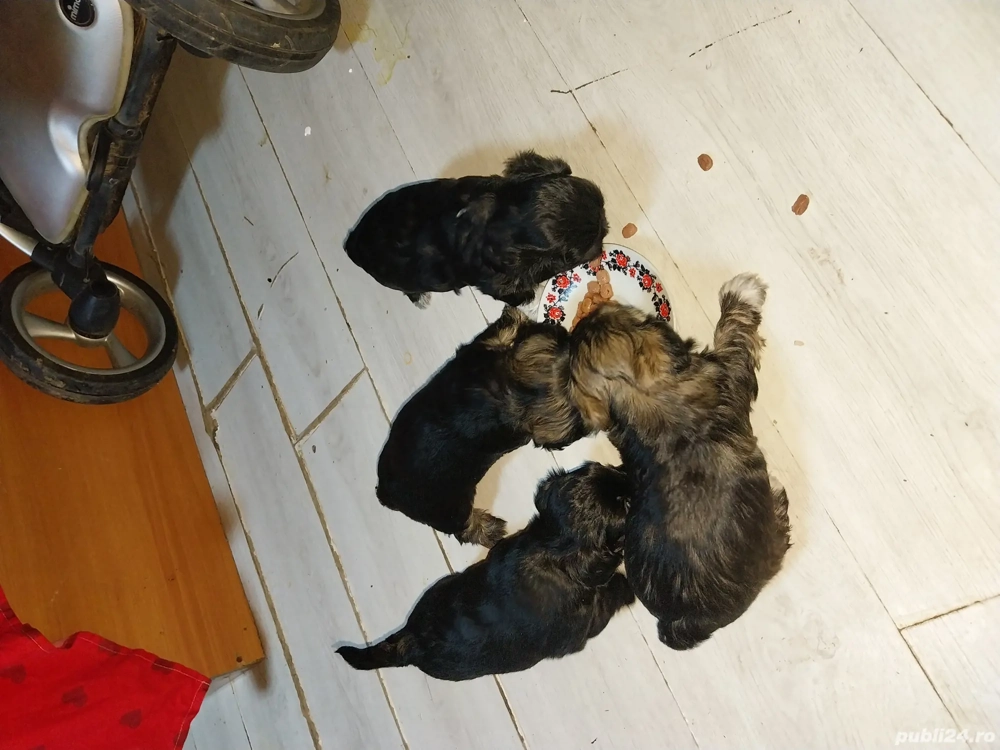 pui bisoni de vanzare