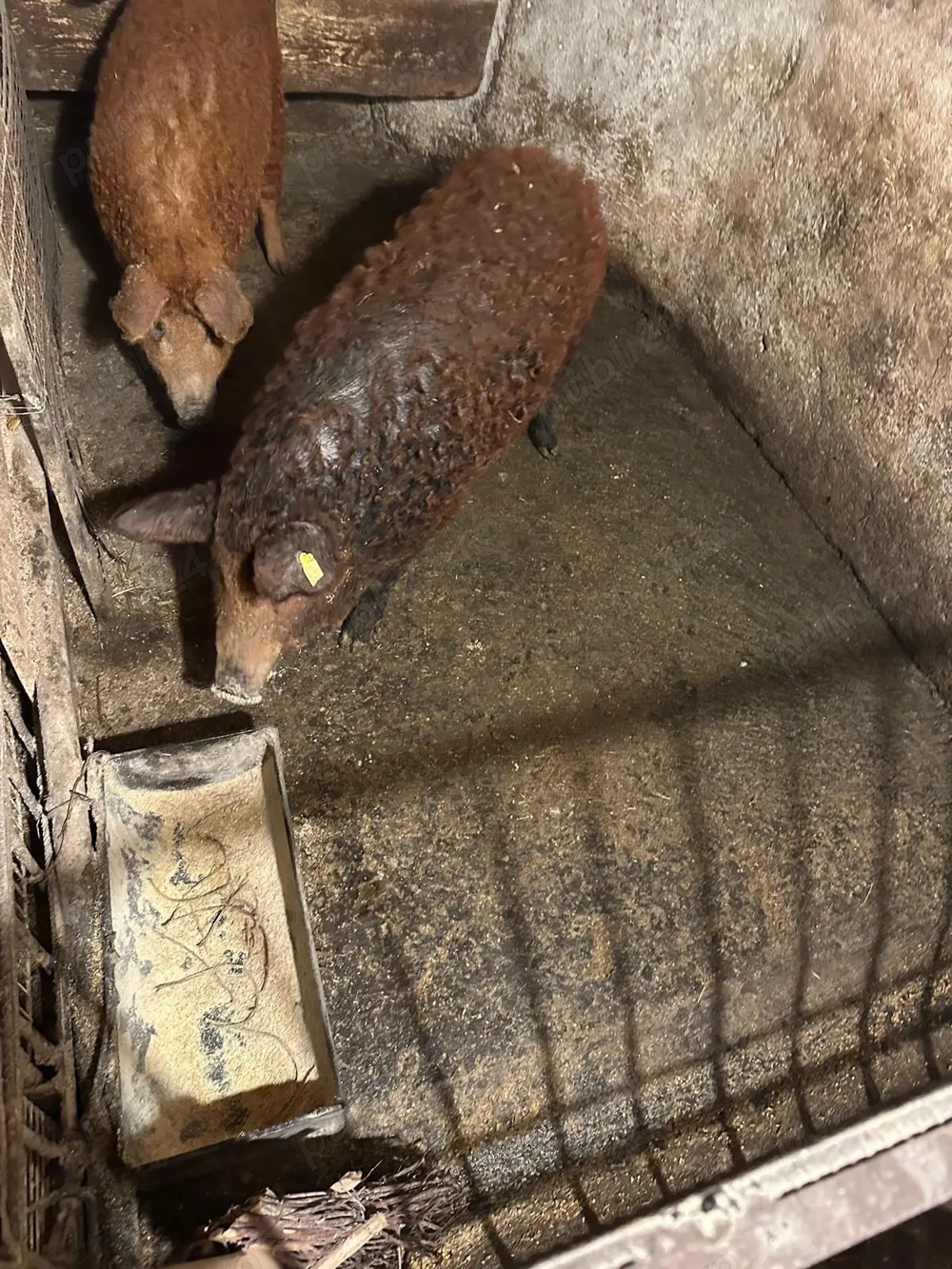 Vând porc mangaliță 