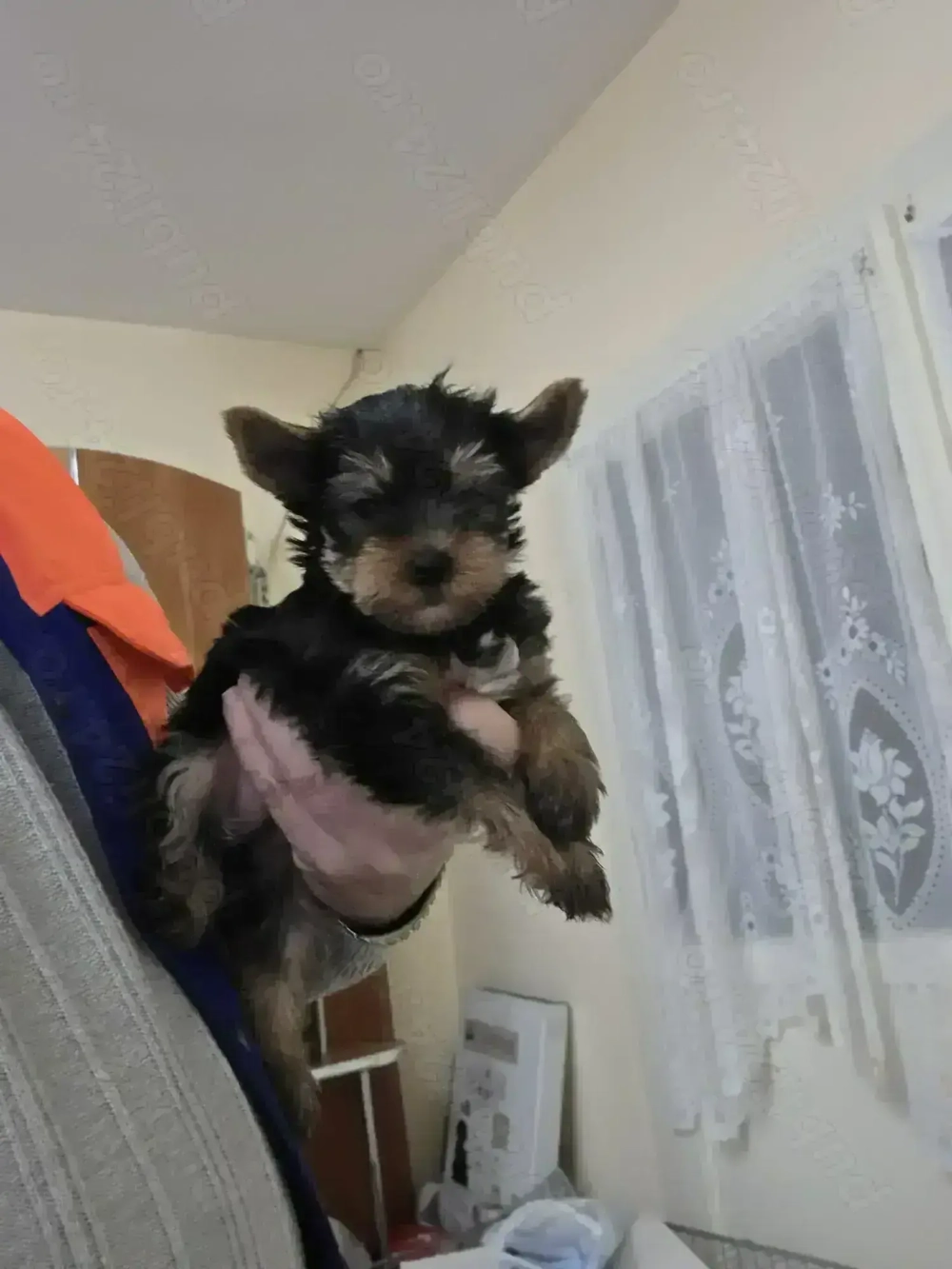 Yorkshire terrier talie mică