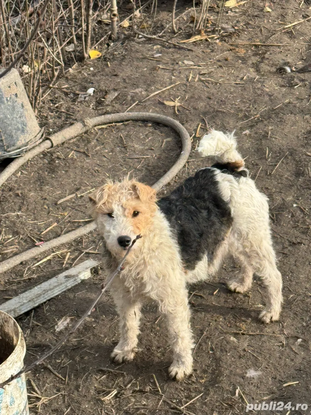 femela gestanta pe ultima suta sa fete 