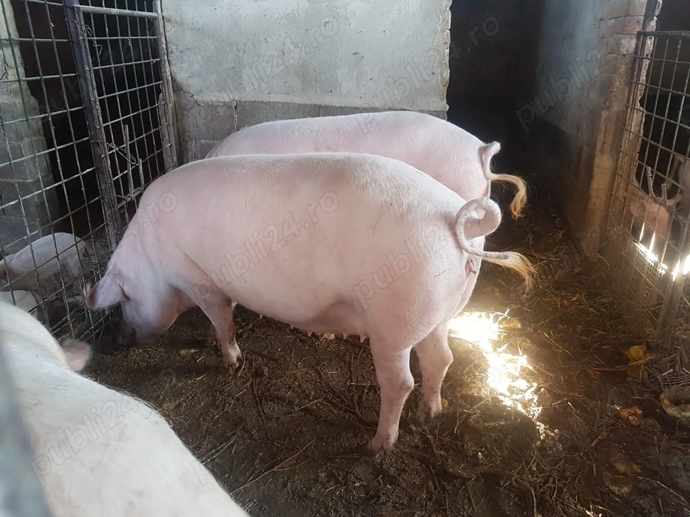 Vând porc 150-160kg  