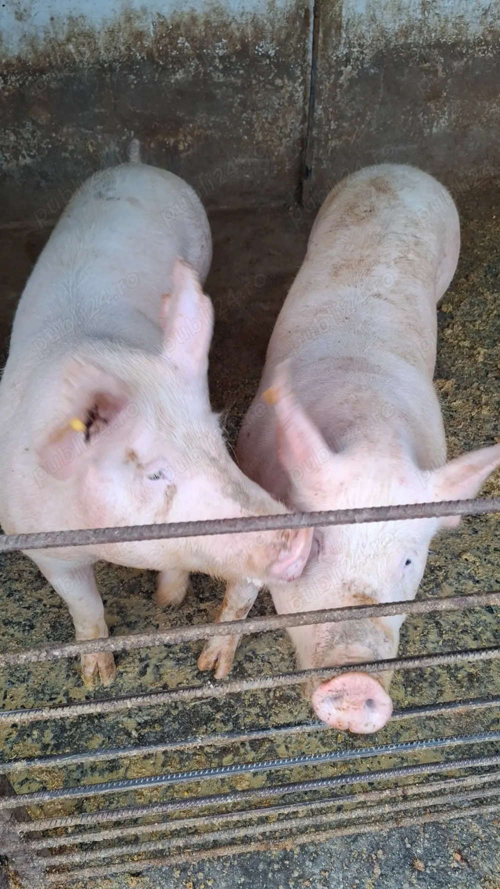 Vand porci de carne detali la tel 