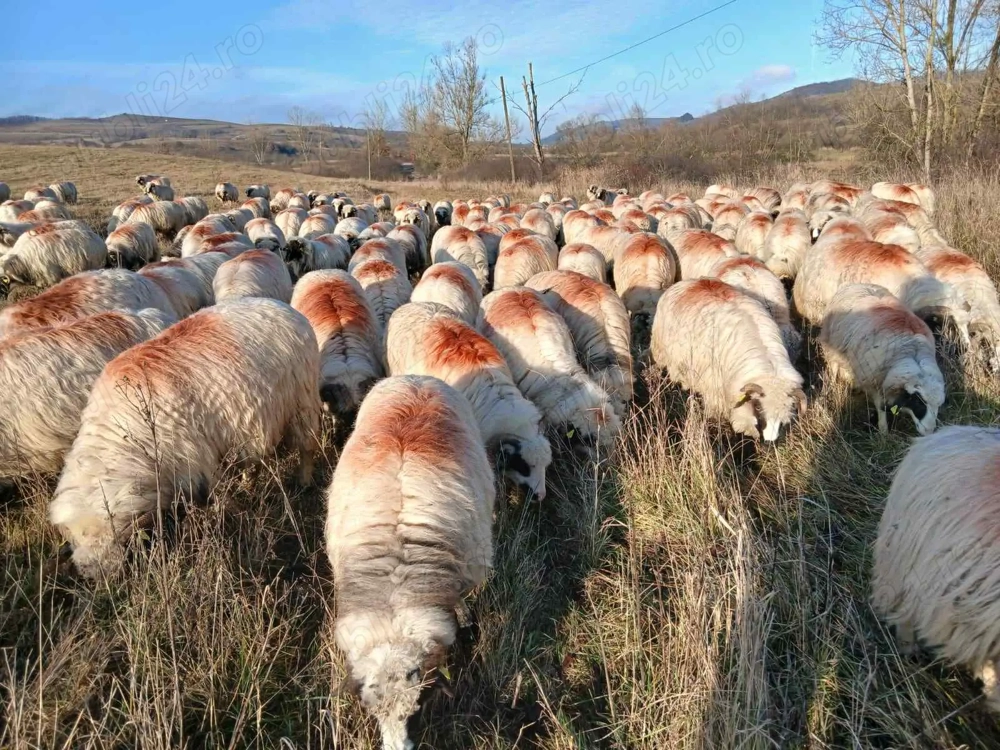 Oi de vânzare mai multe detalii la nr de telefon 